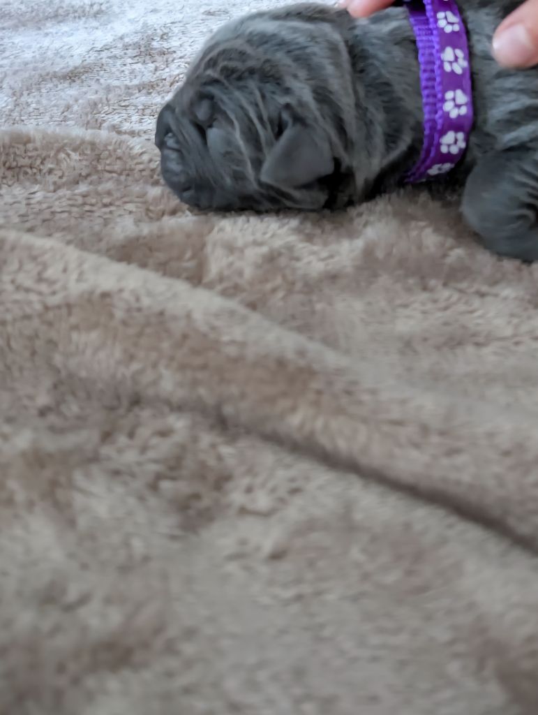 Des Brumes De La Lande - Chiots disponibles - Cane Corso
