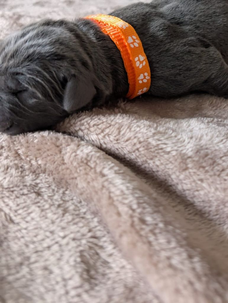 Des Brumes De La Lande - Chiots disponibles - Cane Corso