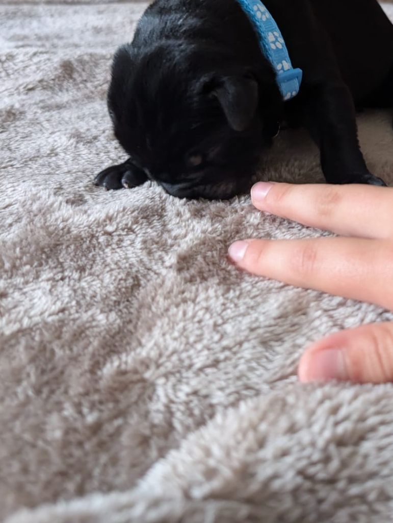 Des Brumes De La Lande - Chiots disponibles - Cane Corso