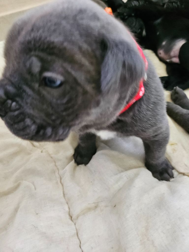 Des Brumes De La Lande - Chiots disponibles - Cane Corso