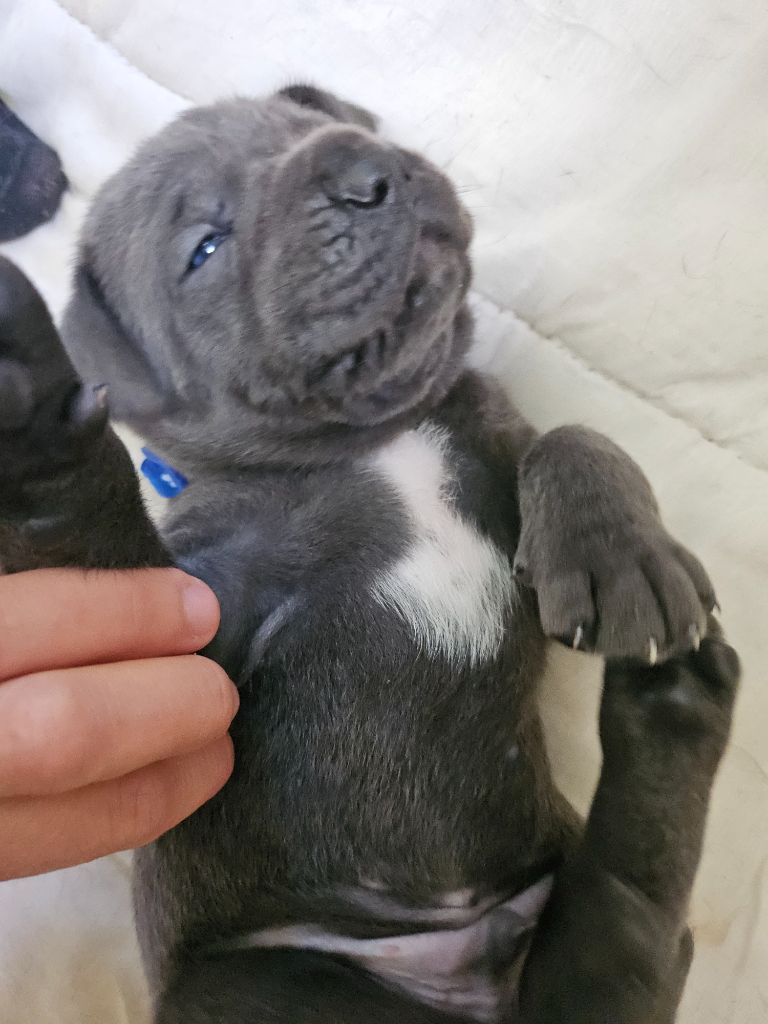 Des Brumes De La Lande - Chiots disponibles - Cane Corso
