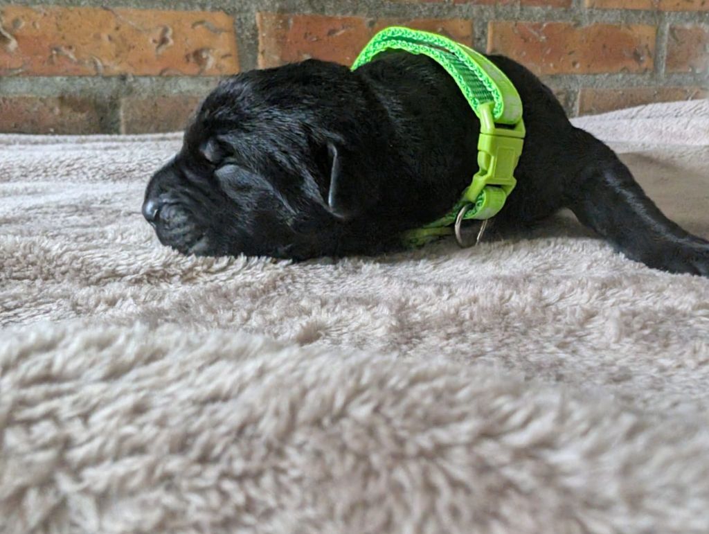 Des Brumes De La Lande - Chiots disponibles - Cane Corso