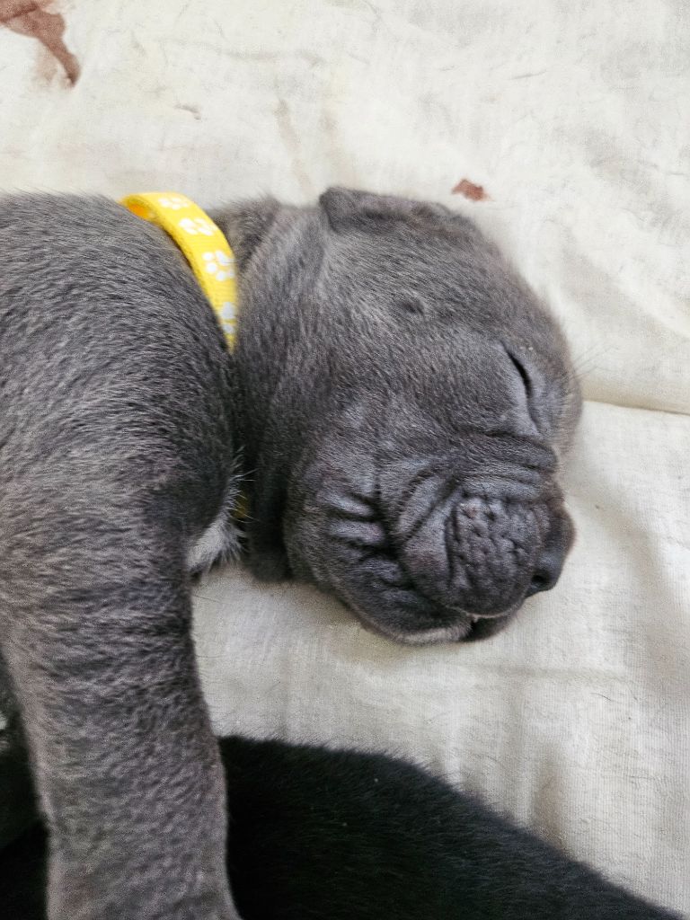 Des Brumes De La Lande - Chiots disponibles - Cane Corso