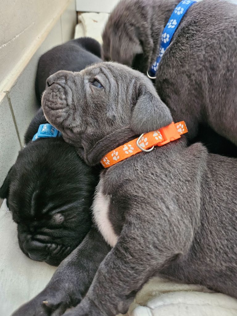 Des Brumes De La Lande - Chiots disponibles - Cane Corso