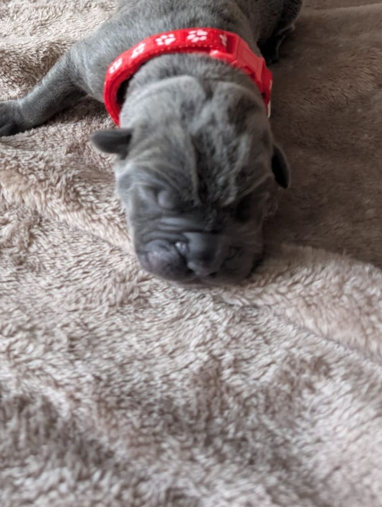 Des Brumes De La Lande - Chiots disponibles - Cane Corso