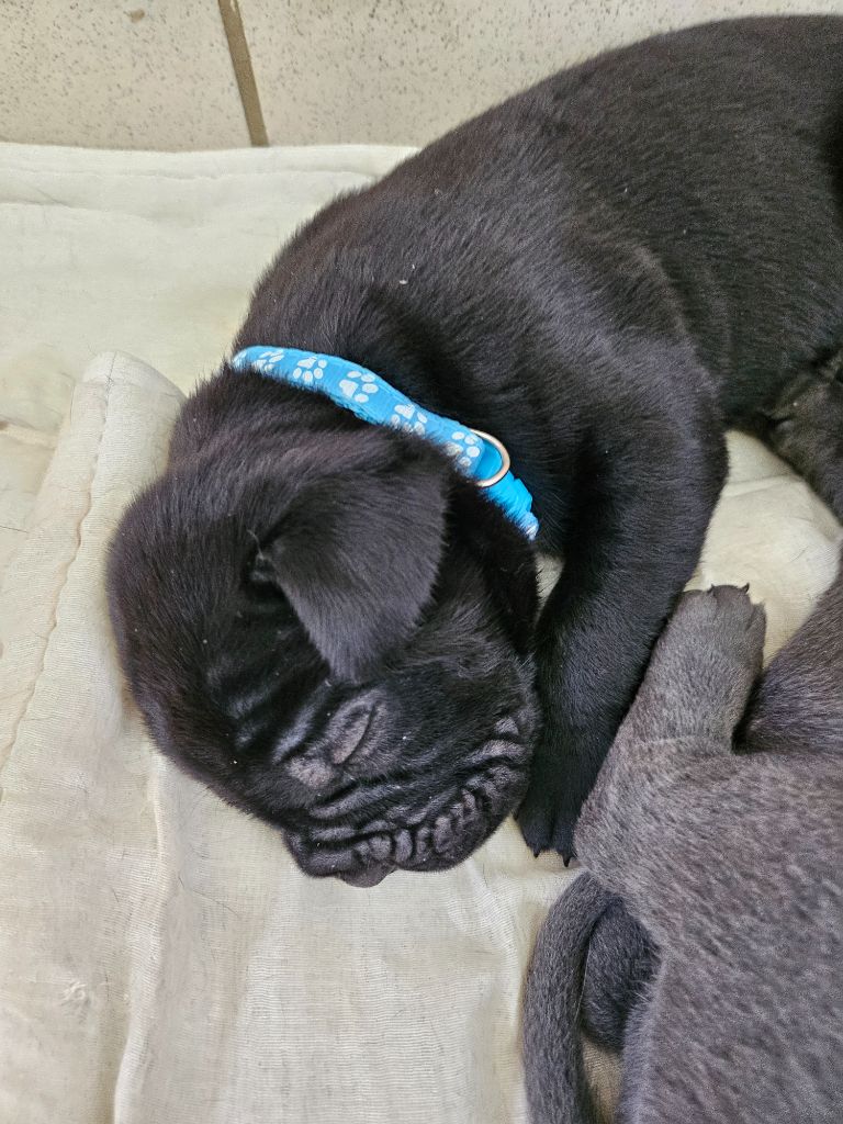 Des Brumes De La Lande - Chiots disponibles - Cane Corso