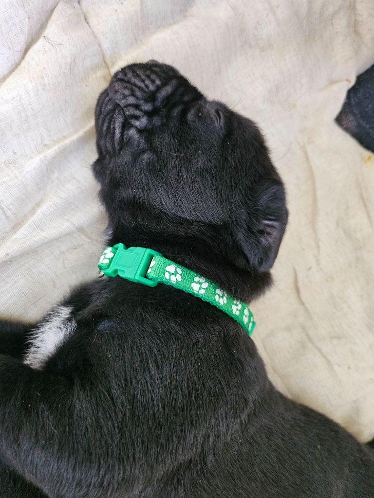 Des Brumes De La Lande - Chiots disponibles - Cane Corso