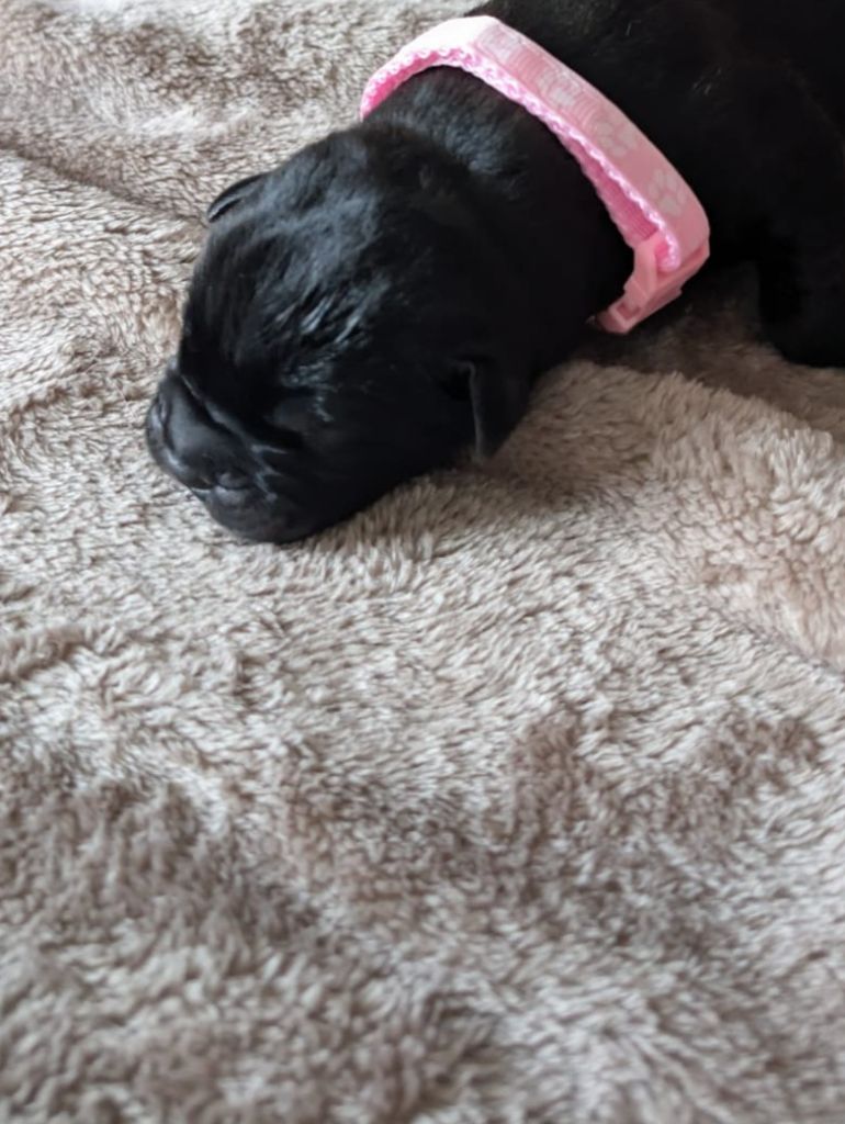 Des Brumes De La Lande - Chiots disponibles - Cane Corso