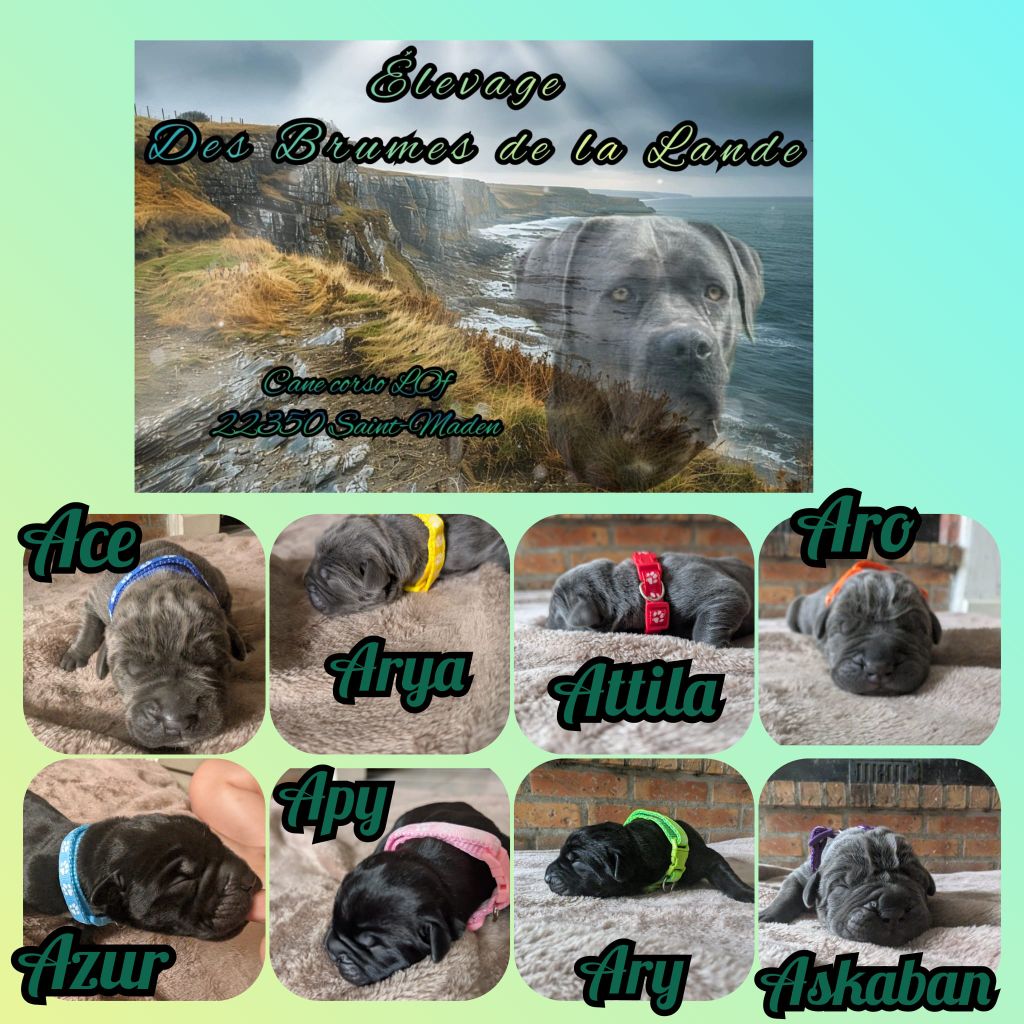 Chiot Cane Corso Des Brumes De La Lande