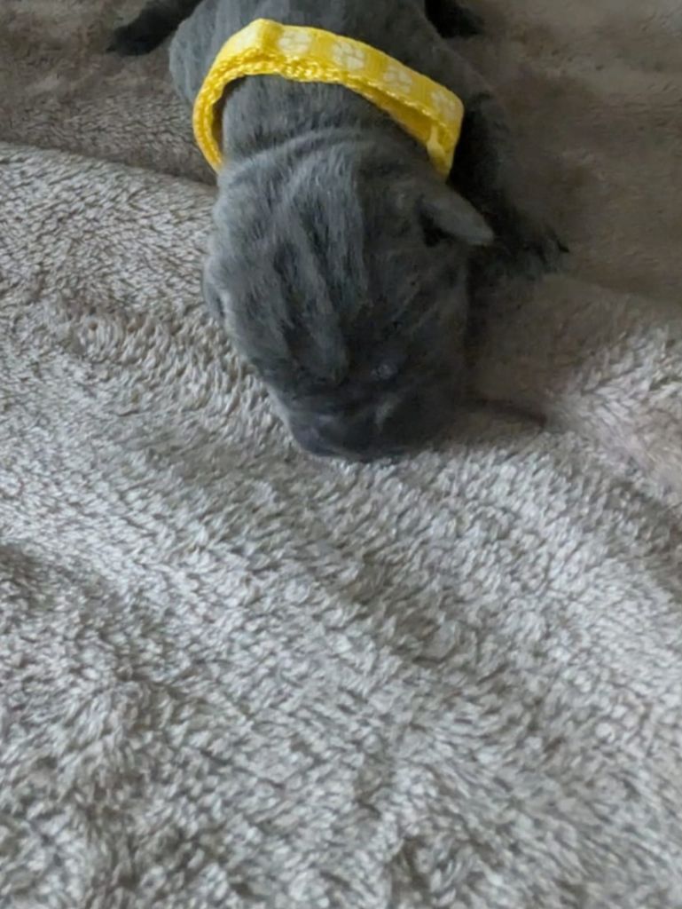 Des Brumes De La Lande - Chiots disponibles - Cane Corso