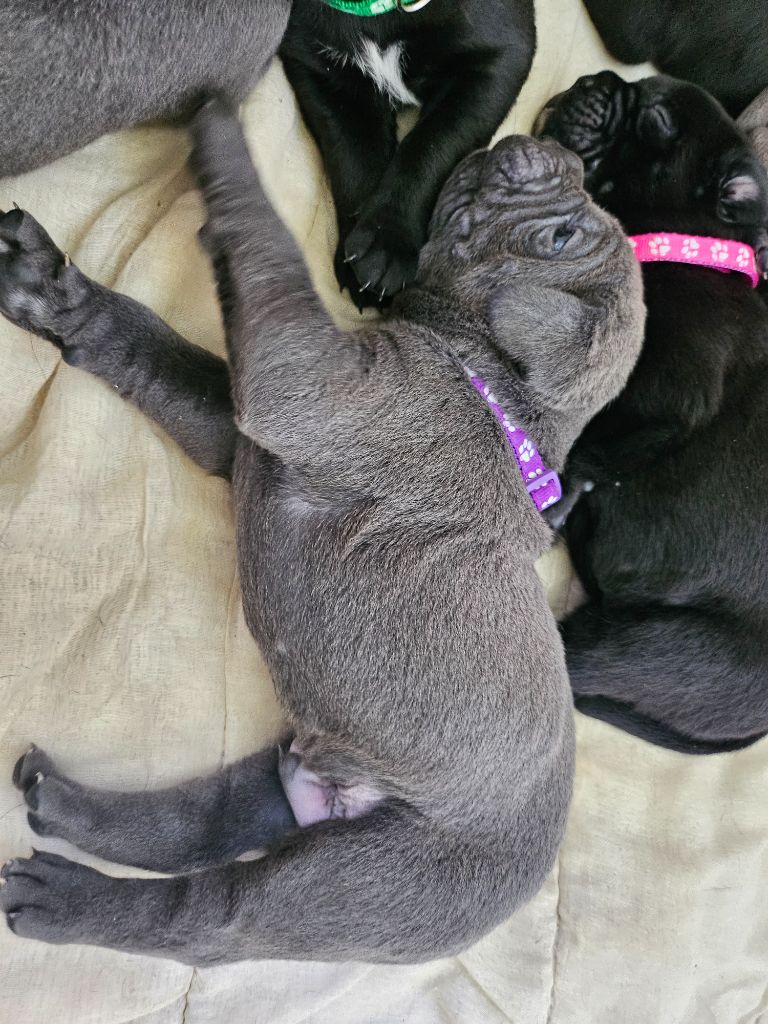 Des Brumes De La Lande - Chiots disponibles - Cane Corso